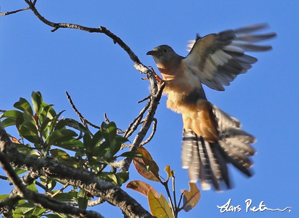 Rusty-breasted Cuckoo
